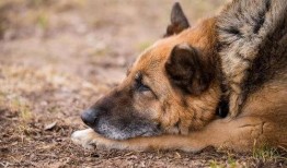 云南警犬爆料视频大全,忠诚守护，英勇瞬间大盘点